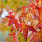 Ambrovník styraxový (Liquidambar Styraciflua) - STRECHA - výška 230 cm, kont. C55L 